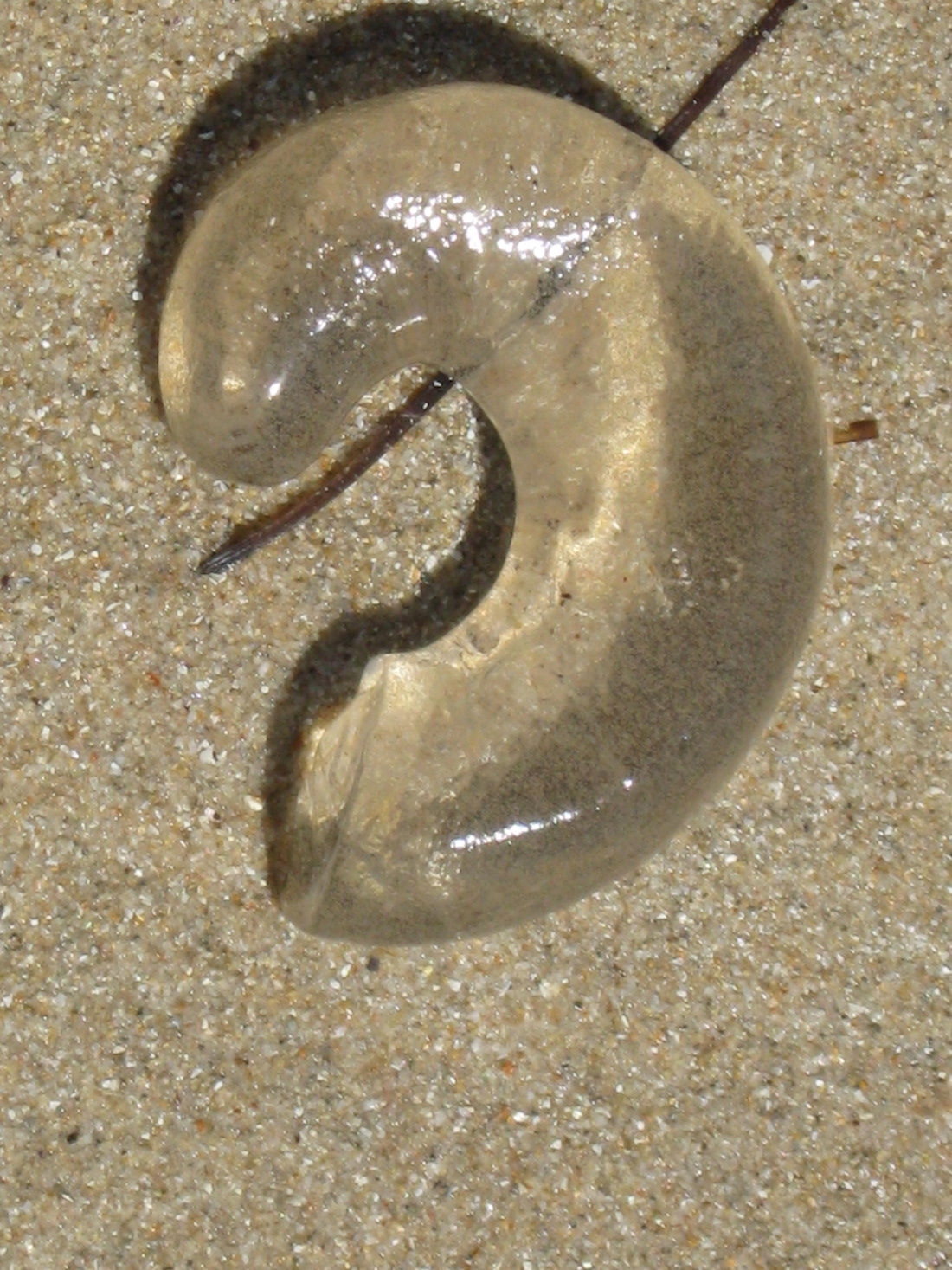 Cone Snail Eggs