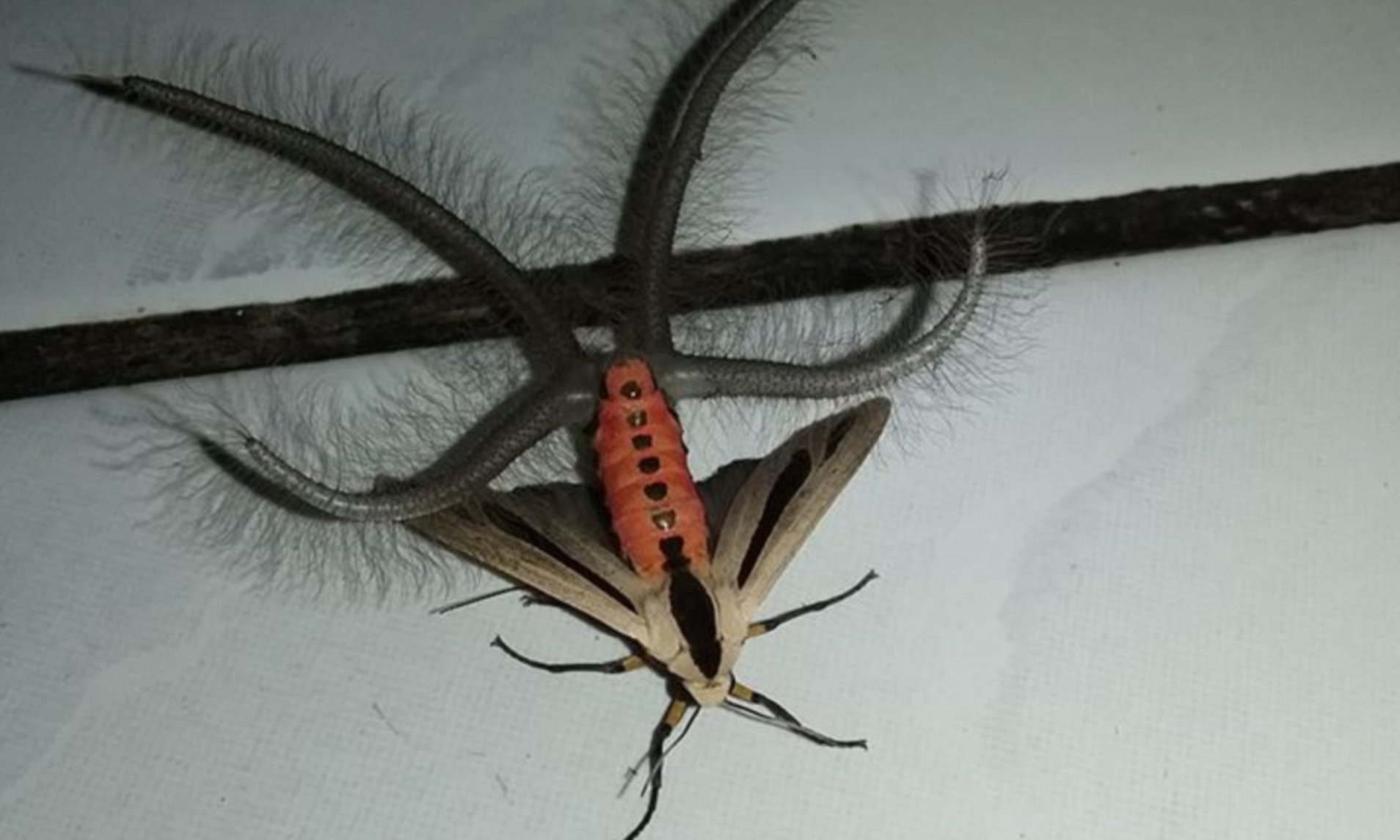 Creatonotos Gangis