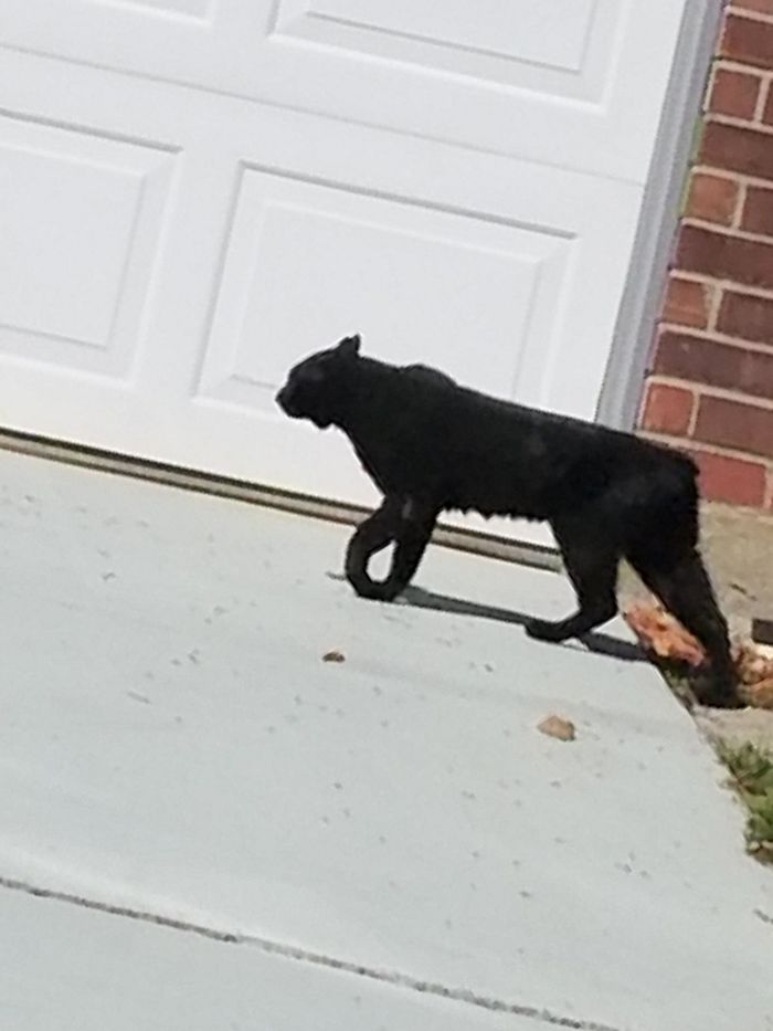 Black Bobcat