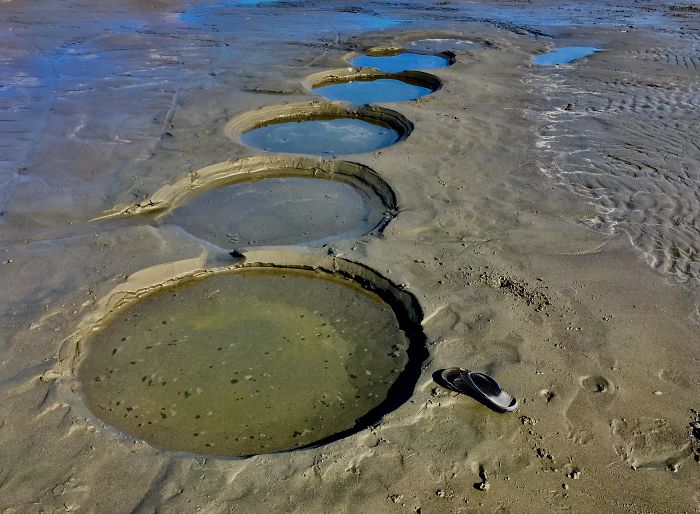 Clam Survey