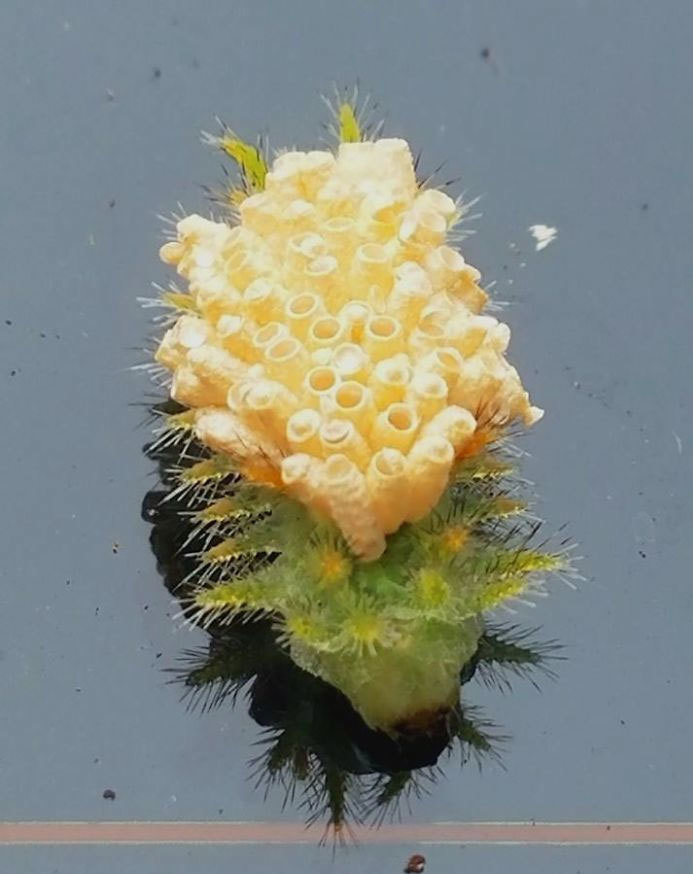 Infected Spiny Oak Caterpillar