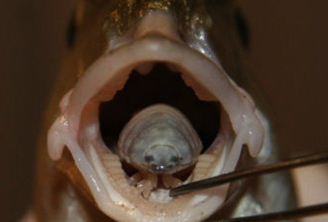 Cymothoa Exigua