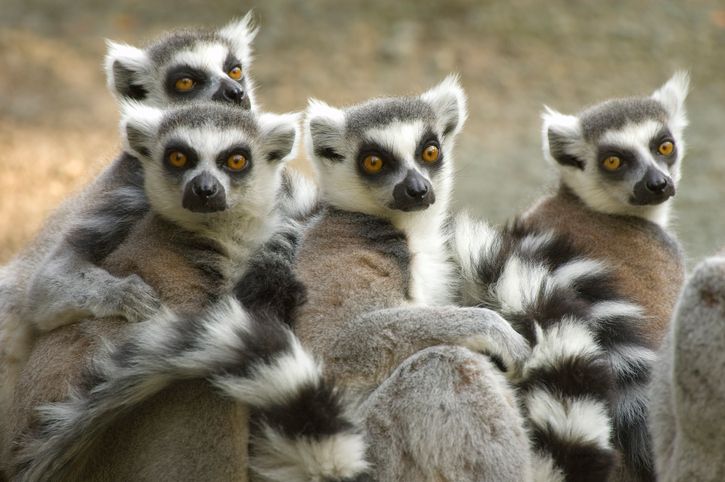 Lemurs In Madagascar