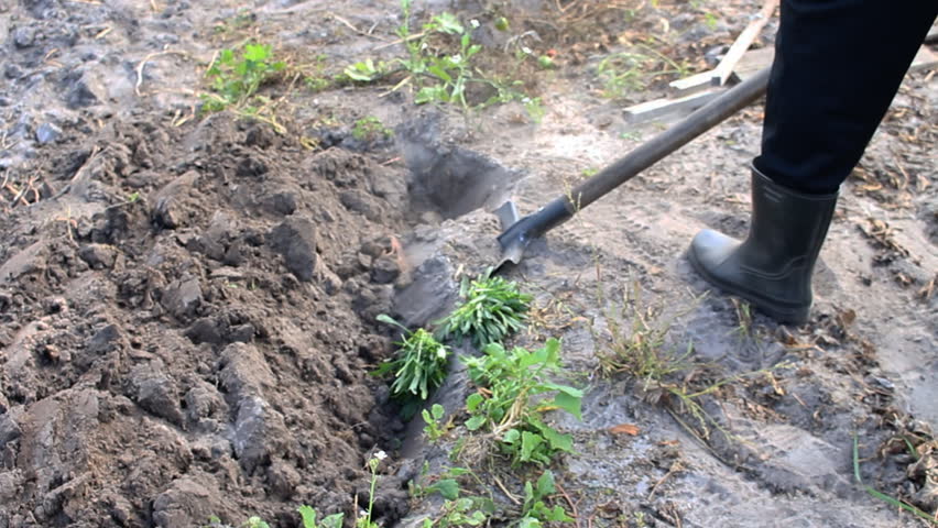 Digging In The Ground