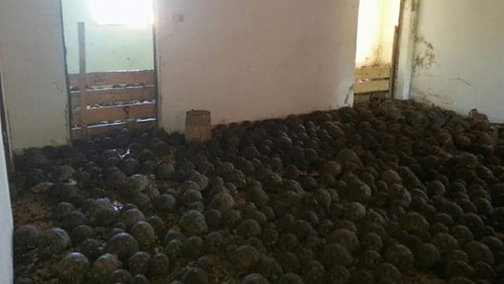 Tortoises Covering The Floor