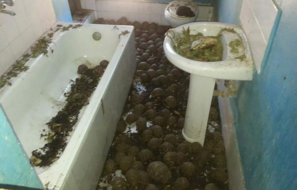 Tortoises In The Bathroom