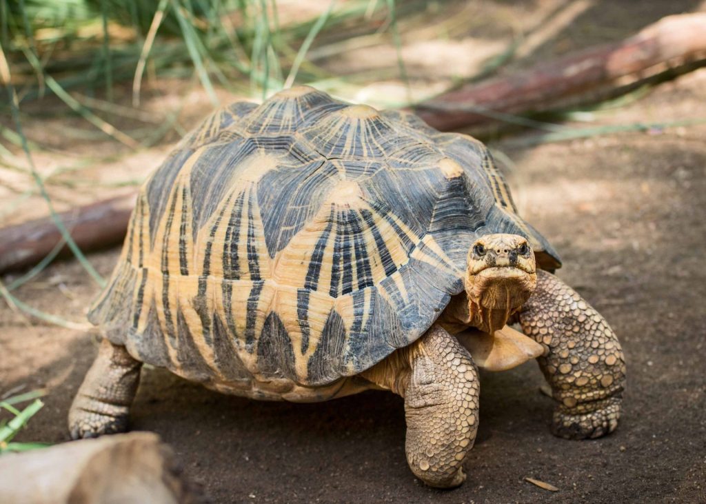 Radiated Tortoise