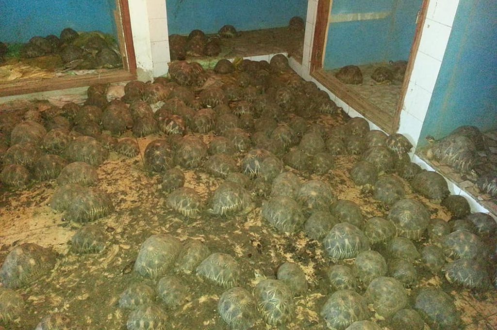 Many Tortoises