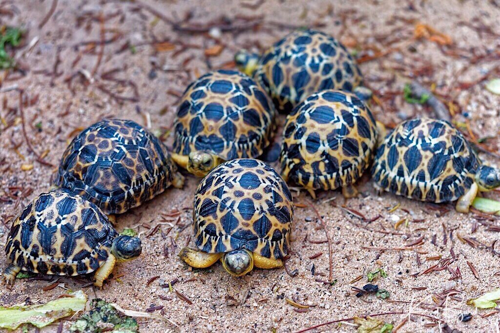 Healthy Radiated Tortoises