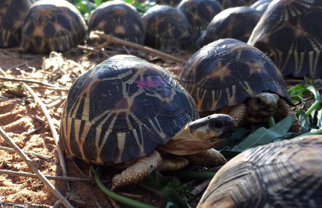 Saving The Tortoises