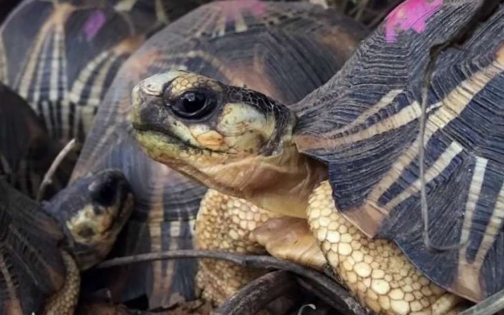 Radiated Tortoise