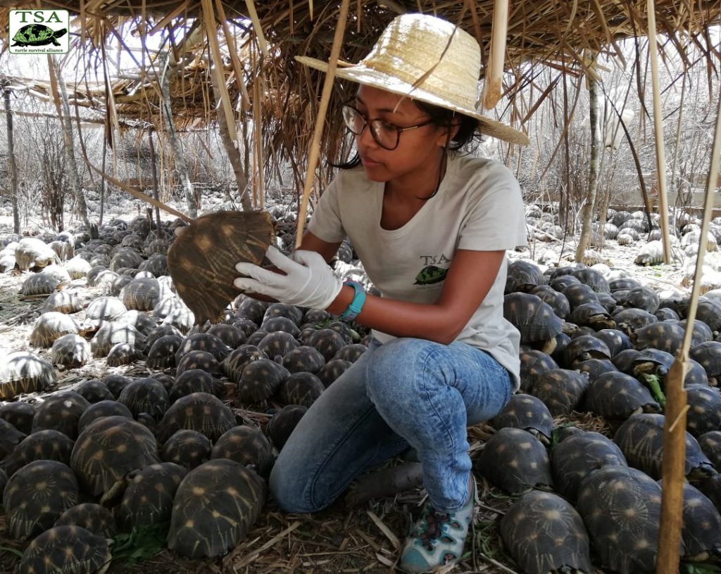 Caring For Radiated Tortoises