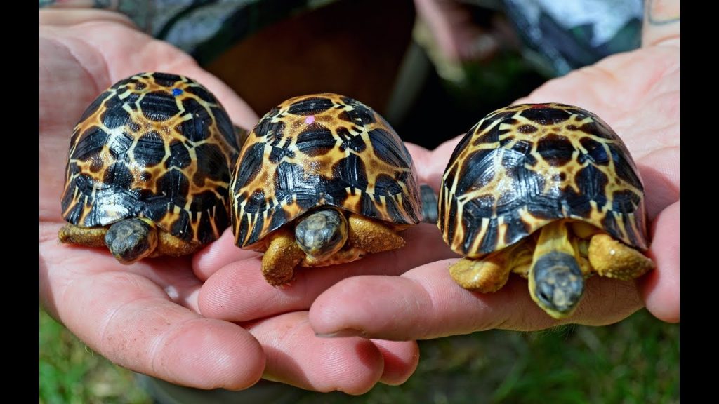 Baby Radiated Tortoises