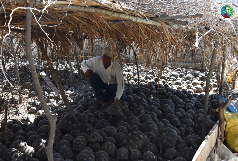 Saving The Tortoises