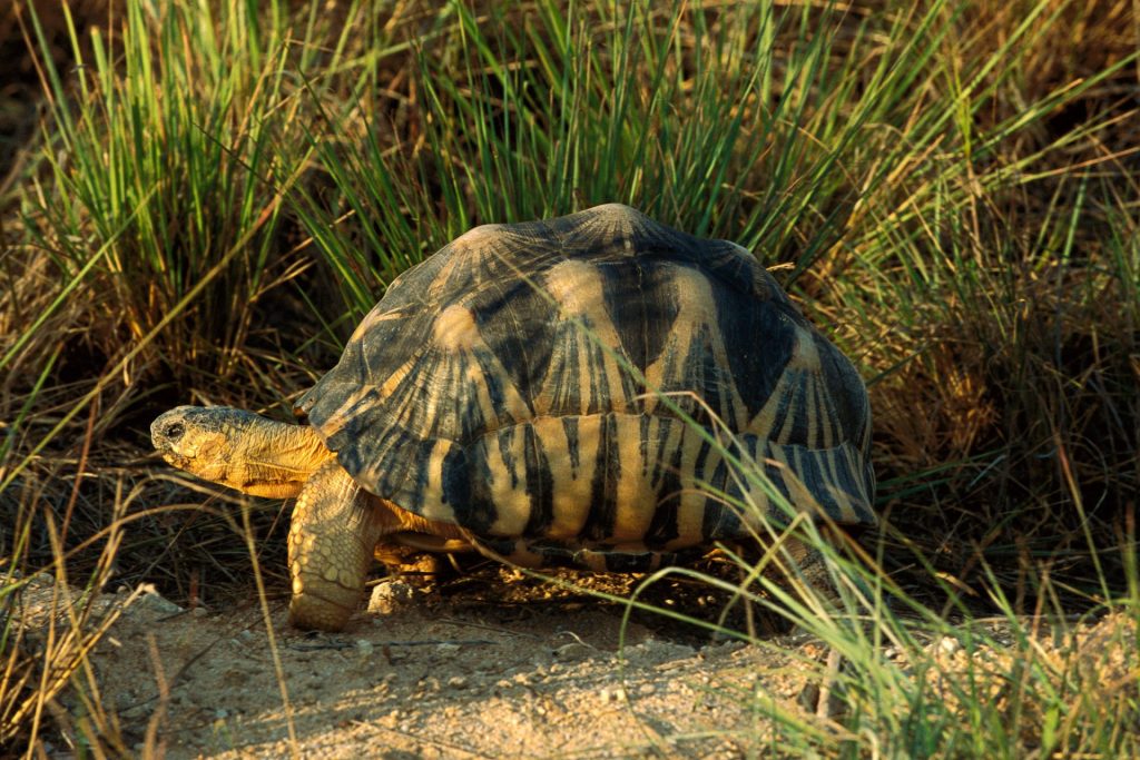 Radiated Tortoise In The Wild