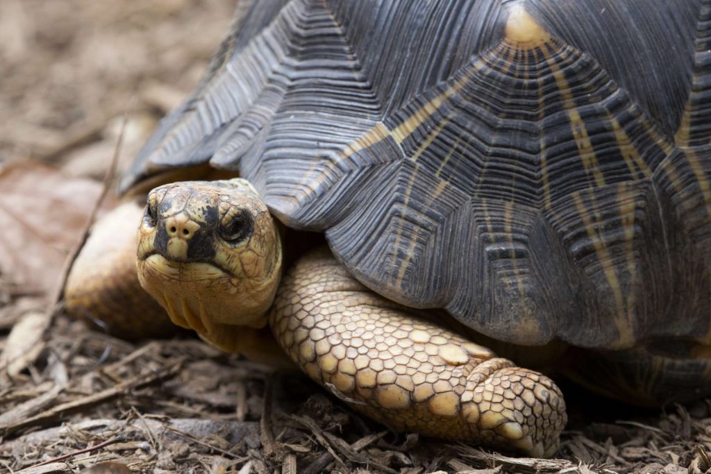 Radiated Tortoise Posing For The Camera