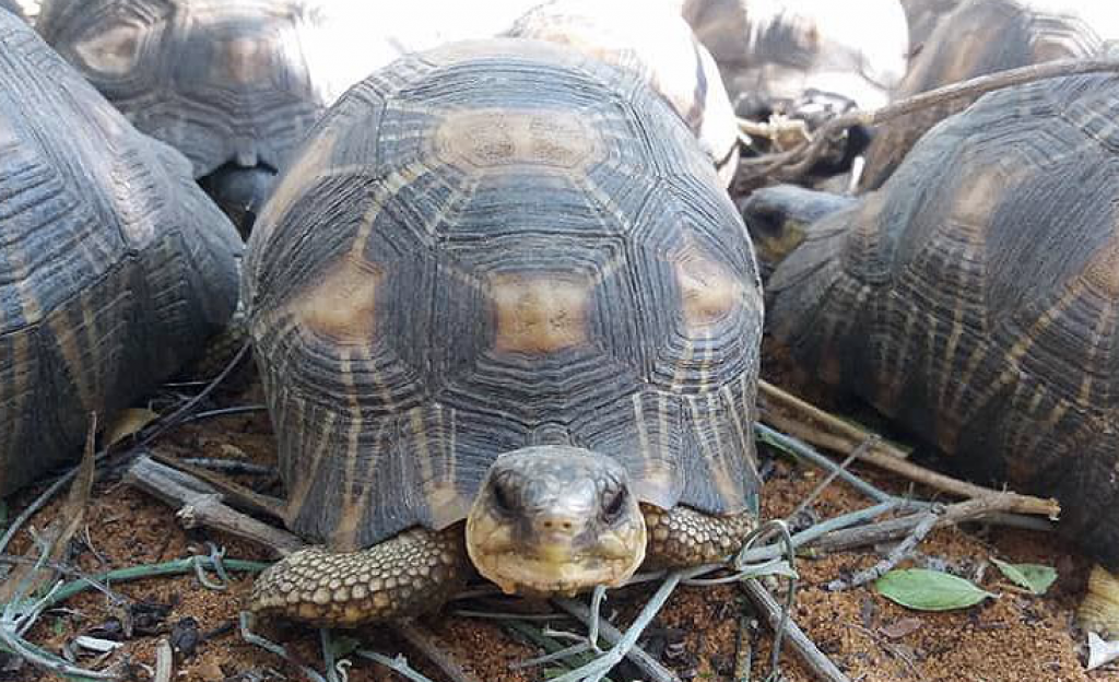 Happy Radiated Tortoise