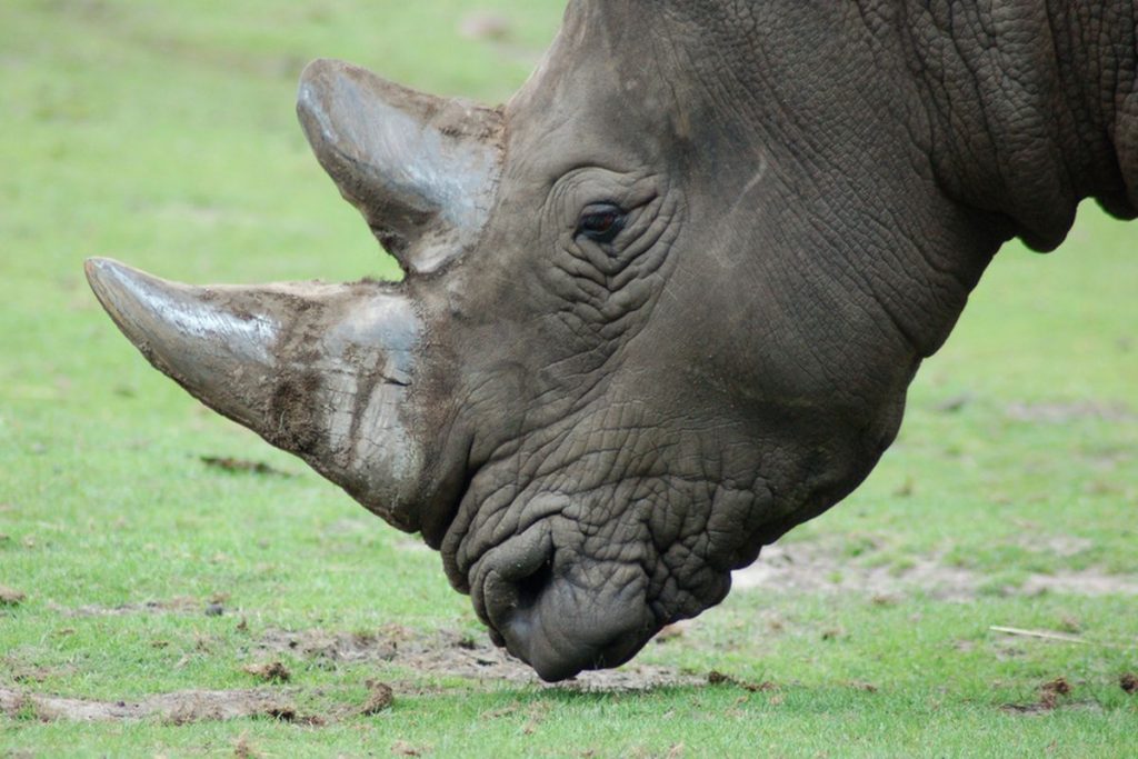 Rhino With A Horn