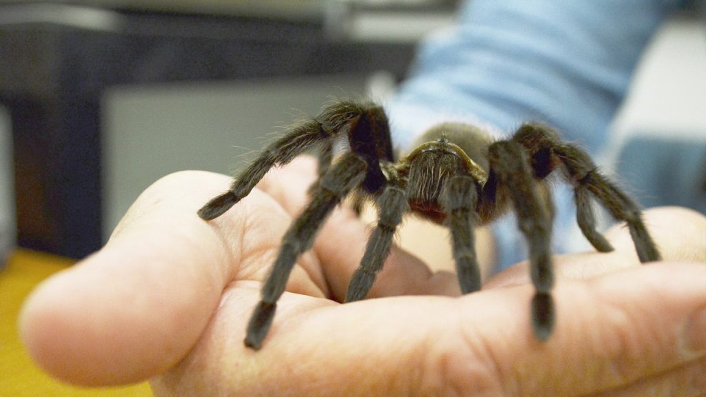 Tarantula