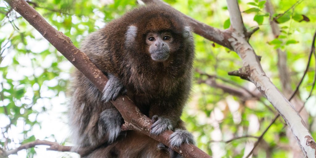 Titi Monkey