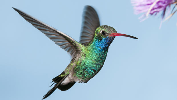 Hummingbird