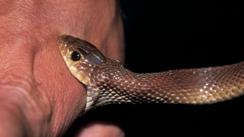 Snake Biting A Hand