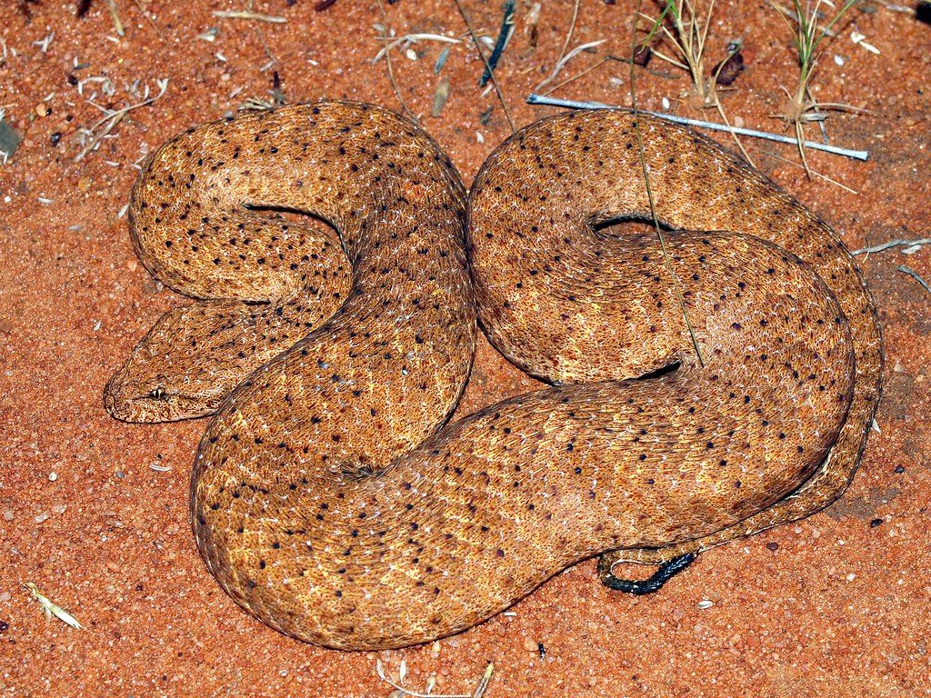 Death Adder