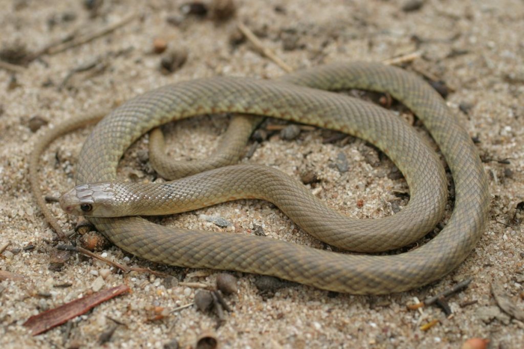 The Western Brown Snake, Which Is Deadly