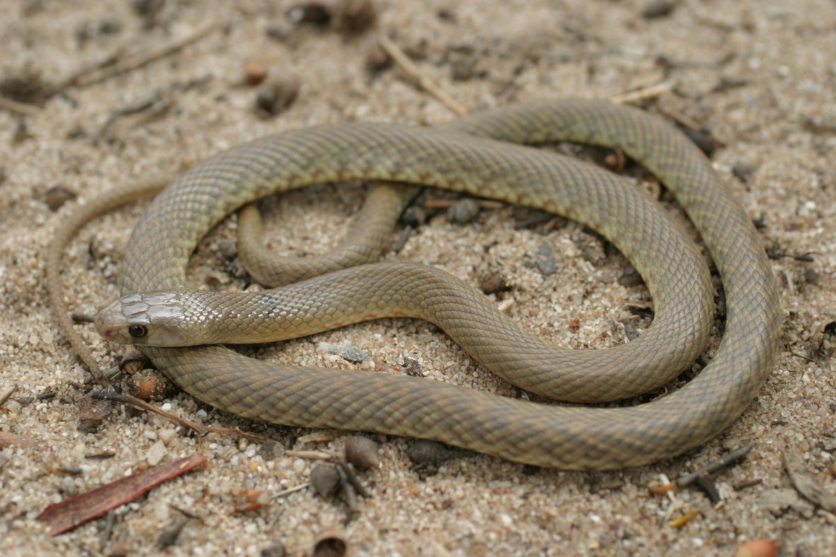 Тайпан мама. Pseudonaja nuchalis. Западная коричневая змея (Pseudonaja nuchalis). Браун Снейк. Australia Brown Snakes.