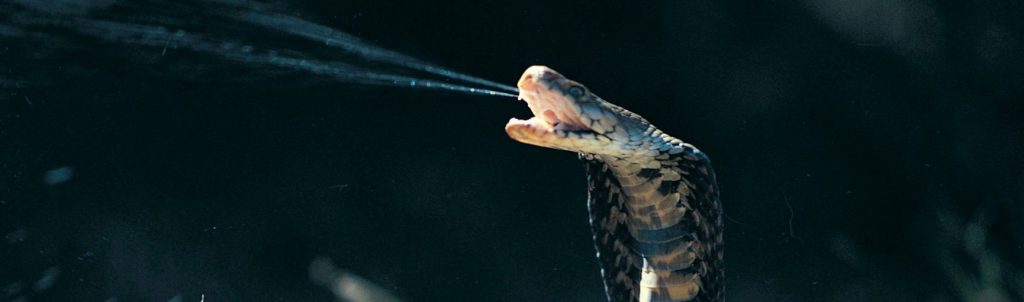 Snake Spraying Its Venom