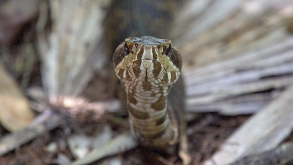 Water Moccasin