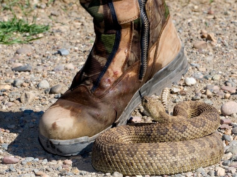 Water Moccasin Biting A Boot