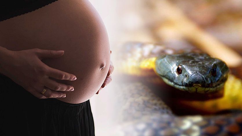 Pregnant Woman's Belly Next To A Snake