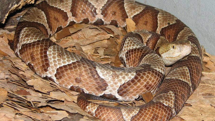Picture Of A Poisonous Copperhead