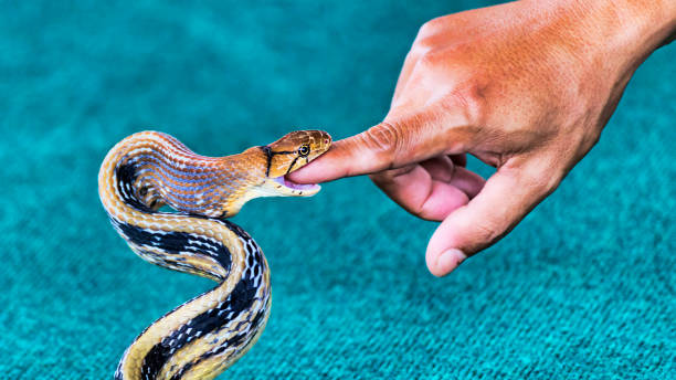 Snake Taking a Bite