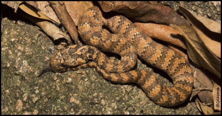 Deadly Death Adder