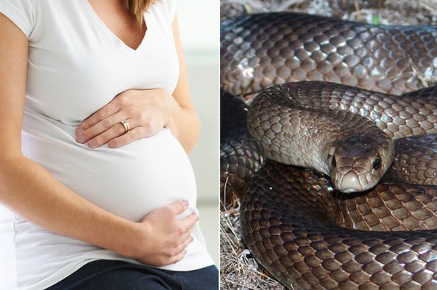 Pregnant Woman And Snake