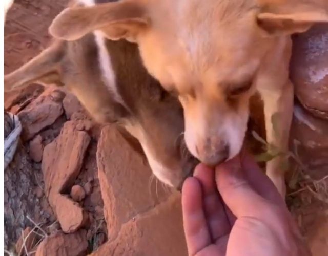 Eating From His Hand