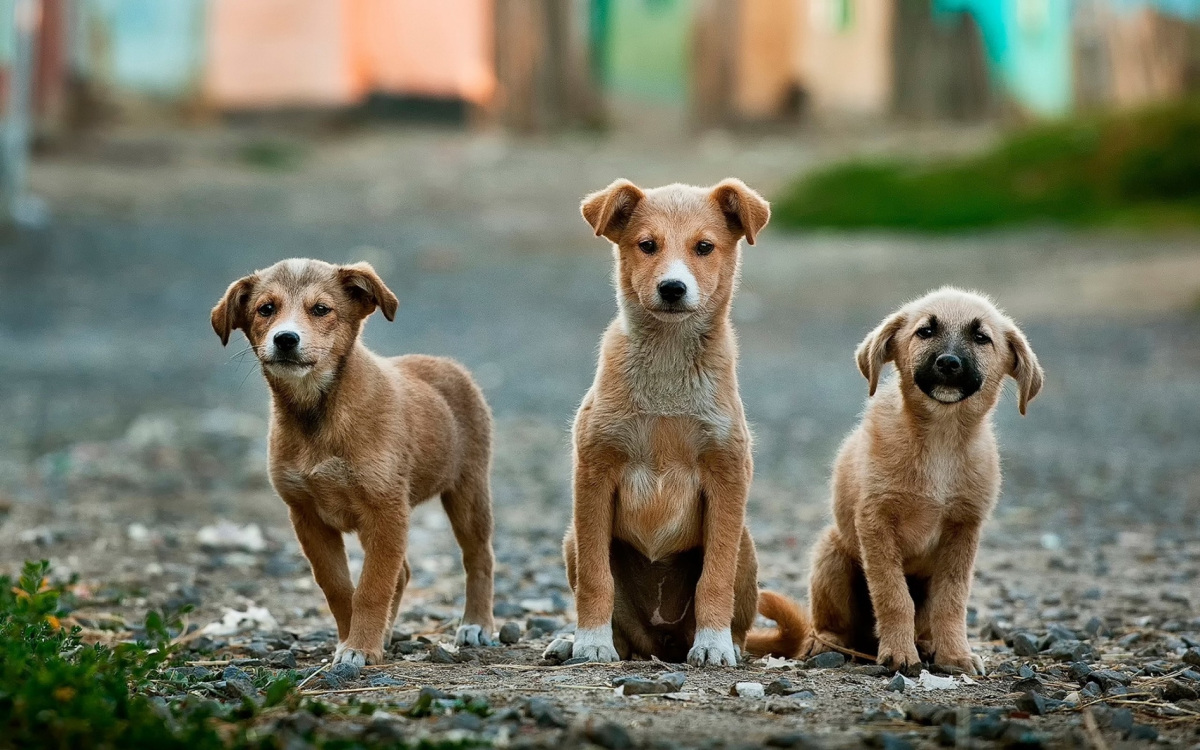 Stray Pups