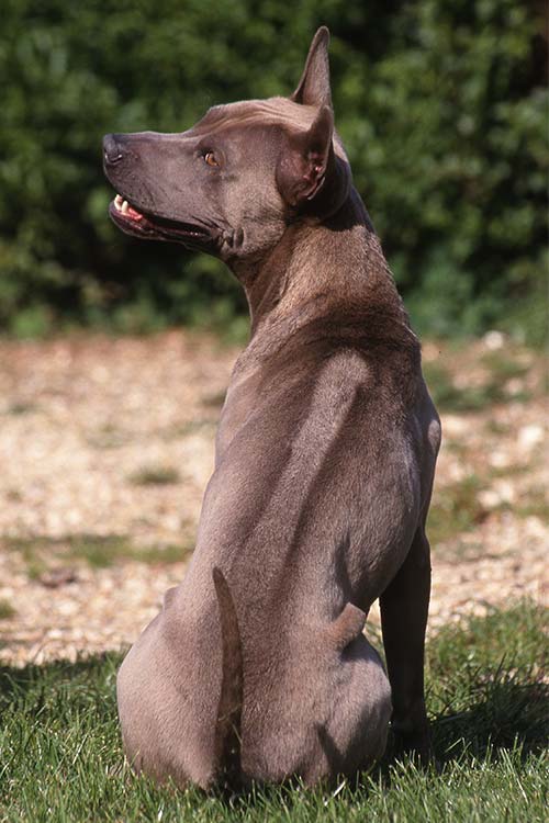 Thai Ridgeback