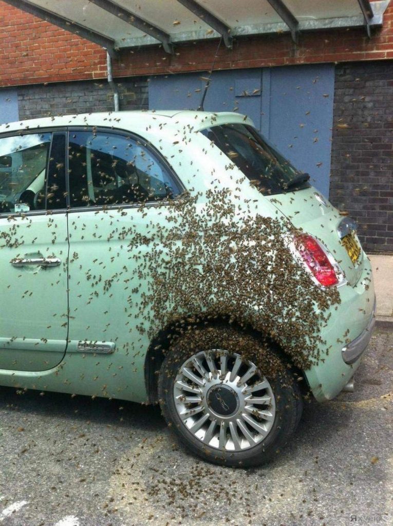 Car Covered In Bees