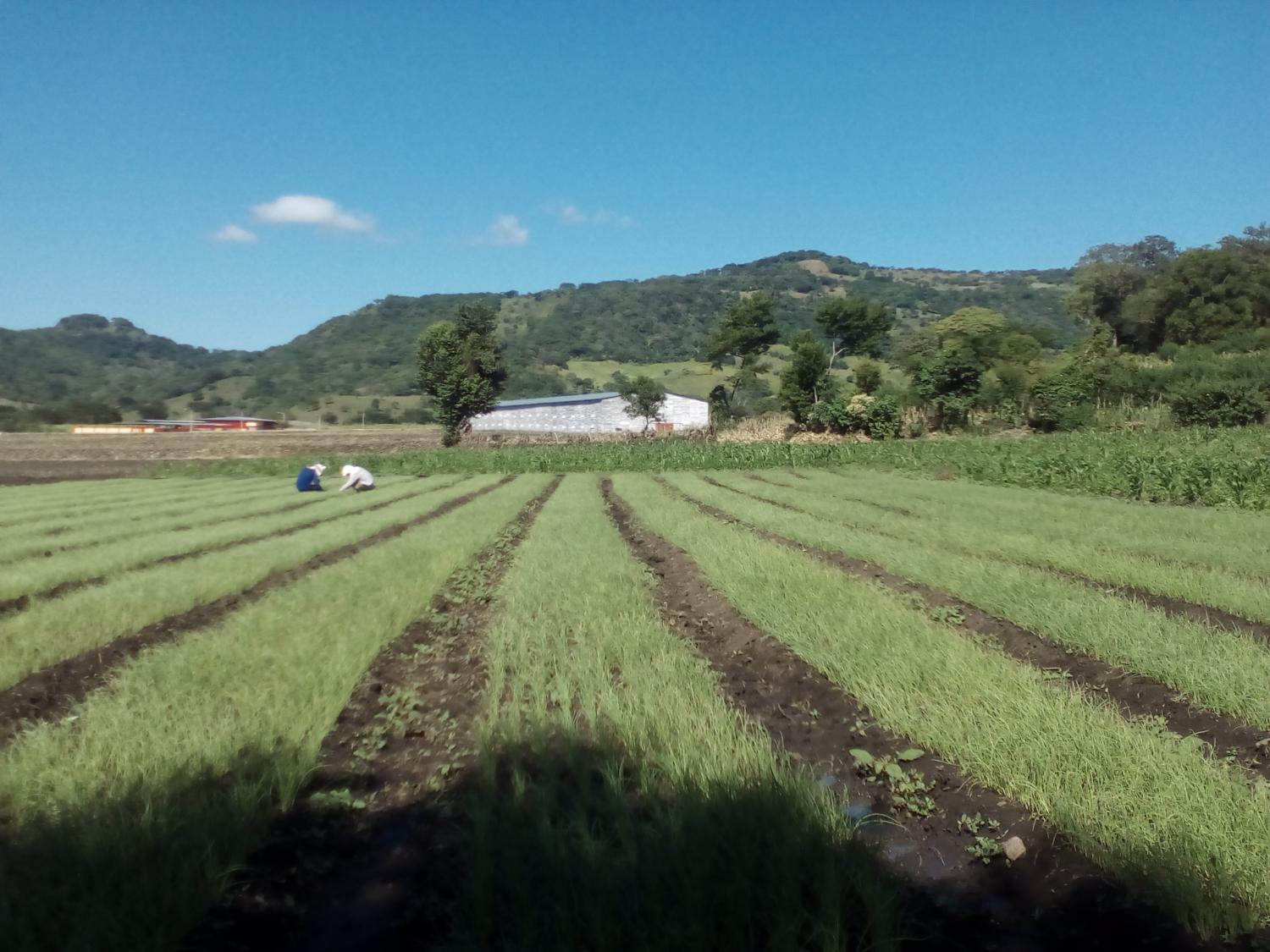 The Landscape Of Rural Nicaragua