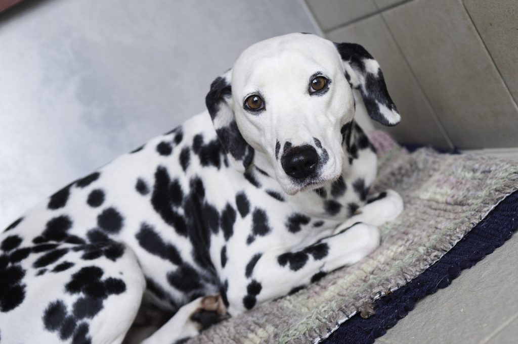 Dalmatian