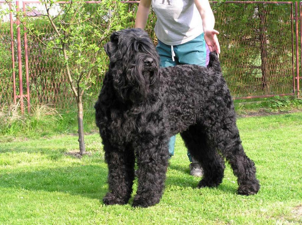 Russian Black Terrier