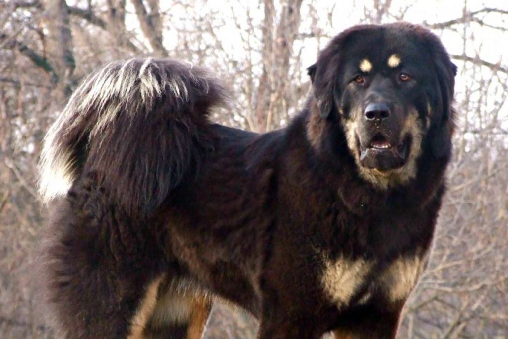 Tibetan Mastiff