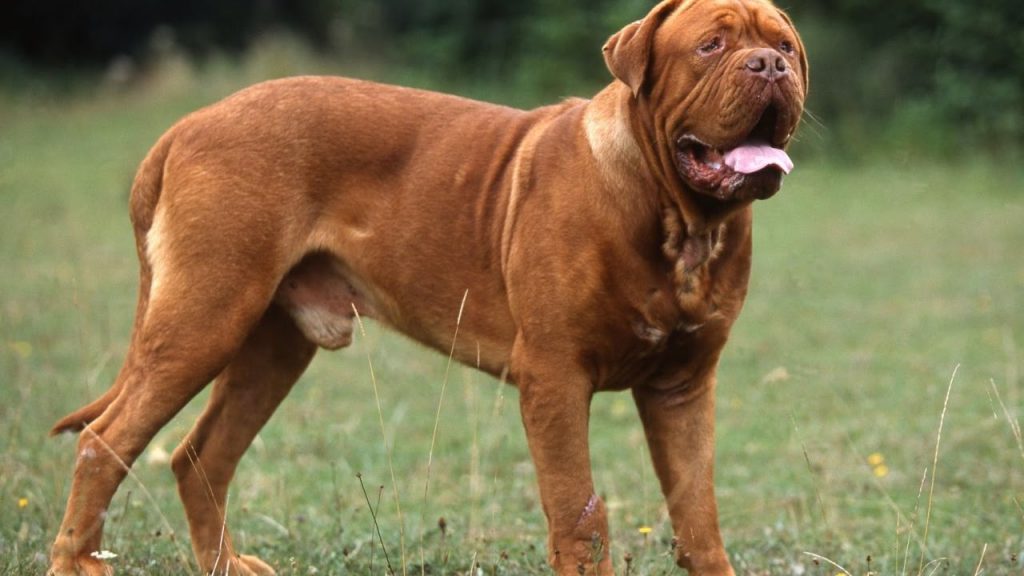 Dogue De Bordeaux