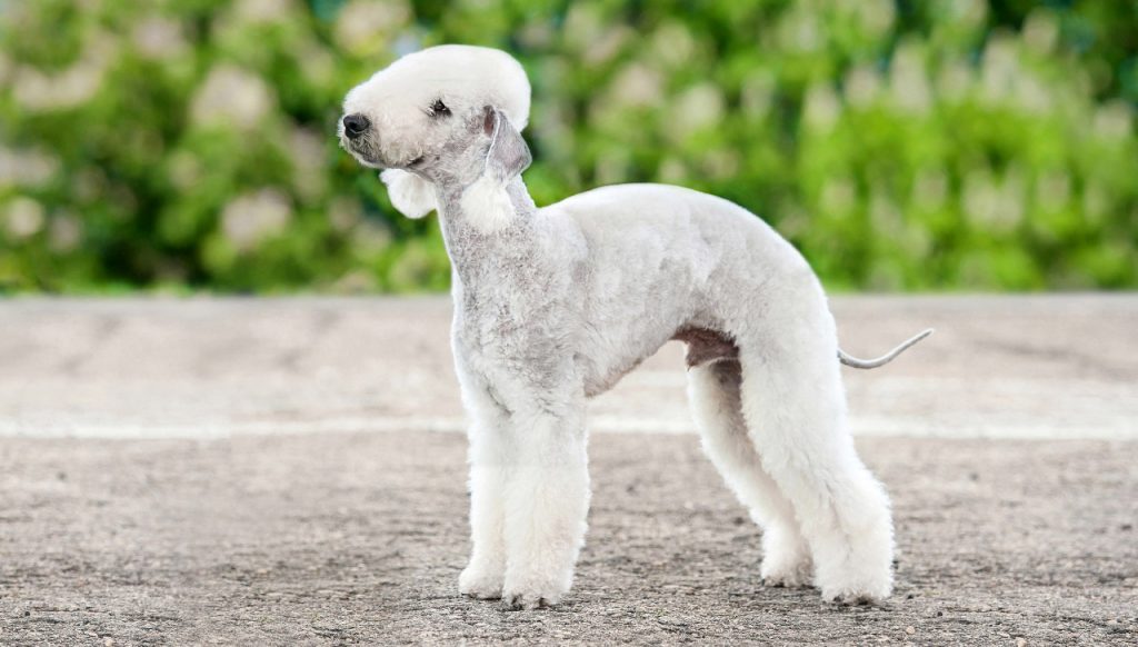 Bedlington Terrier