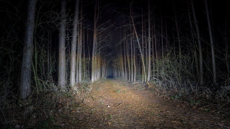 The Forest After Dark