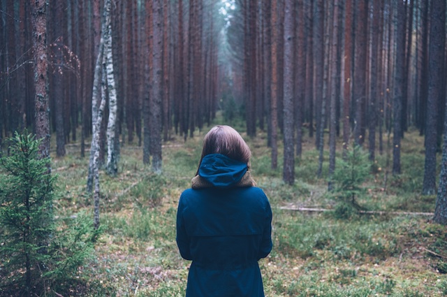 Searching In The Trees