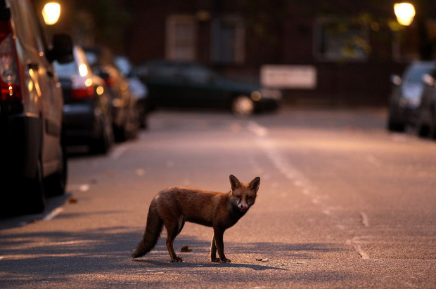 An Urban Fox Forages At Dawn In London